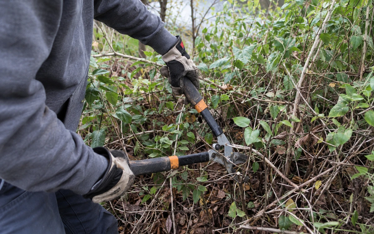 Honeysuckle removal contractor